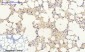 Connexin 43 Polyclonal Antibody